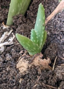 Aloe vera Baby Plant