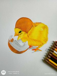 Chick Coloured Pencil Art