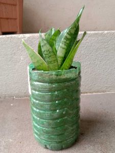 Snake Plant in Upcycled Planter