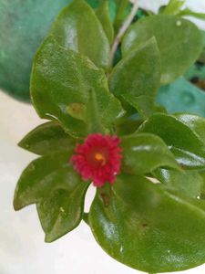 Price Starting15 Rs.plant Combo