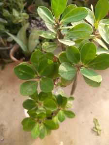 Corn Of Thoron Red Milli Flower Plant With Root