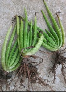 5 Plants Combo 3 Money Plant And 5 Beautiful Flowers 🌹 ,2 Snake Plant,2 Purple Heart Plant,And1 Alove Vera Cuttings