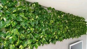 Big Money Plant