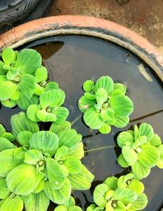 Water Plants 8