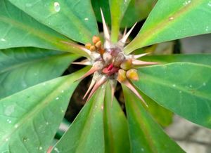 Euphorbia Milii