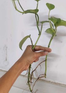 Original Money Plant