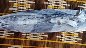 Mens Silk And Cotton Stole/Scarf