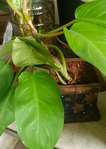 Golden Philodendron 12 Inches Well Rooted