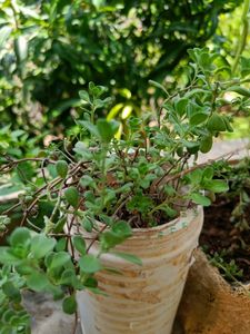 Aromatic Dhavanam / Maruvam Live Plant