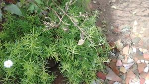 थाई बेसिल (Thai Basil / Ocimum basilicum