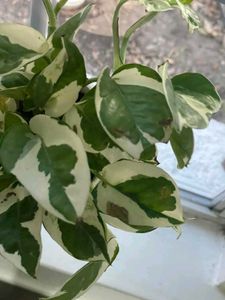 Njoy Pothos Money Plant