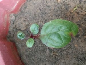 Malabar Spinach (Basella alba),