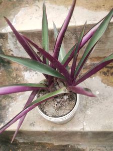 Combo Desi Alovera And Rehio Plant With Root
