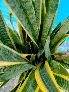 Snake Plant