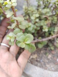 JADE PLANT CUTTINGS PACK OF 2.
