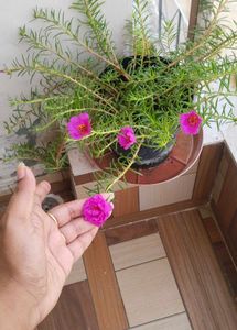 Combo Of Five Plants