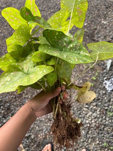 Plant Live