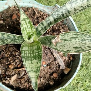 2 Rare Sansevierias N Two Adenuim