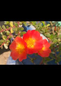 Purslane X