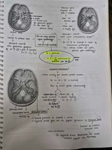 Marrow ENT Notes - Medical Study Aid