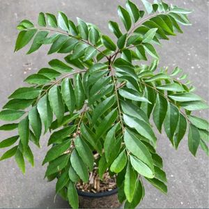 Carry Patta Plants
