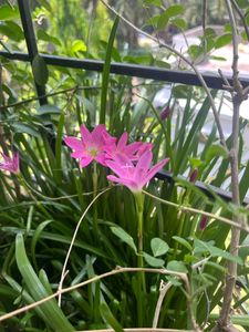 Rain Lily Plant 6