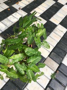 10 Live Root Plants