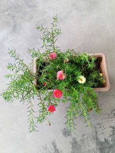 Three Colours Portulaca