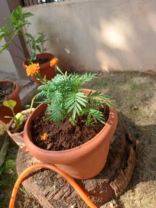 Plants Combo Of 5