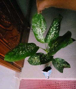 Set 2 Dieffenbchi &amp; Calcium Biclor Plants