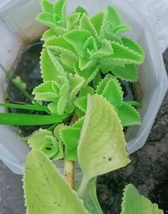Healthy Ajwain Plant With Roots