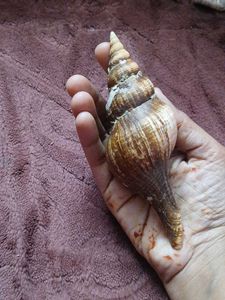 free delivery(largest True tulip shell