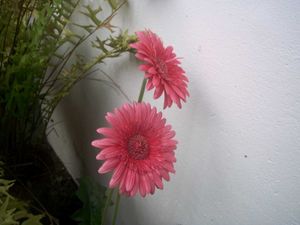 Kodak Easyshare M530 Digital Camera