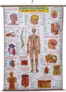 Chart Of Human Physiology