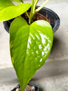 Assorted Houseplant Bundle