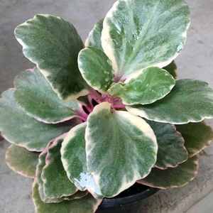Assorted Mix Plants Combo Offer