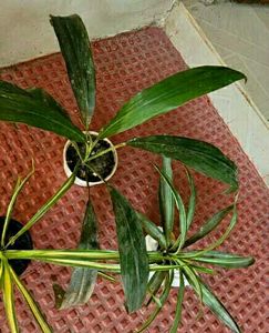 Set 2 Dracaena Mahatma & Callisia Plants
