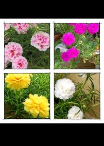 Beautiful Portulaca Flower Combo Of 4🎉🎉🎉🎉