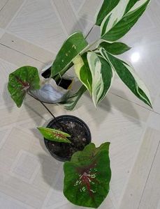 Set 2 Calcium,&amp; Never Plant