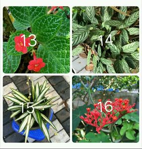 You Can Select 10 Live Root Plants