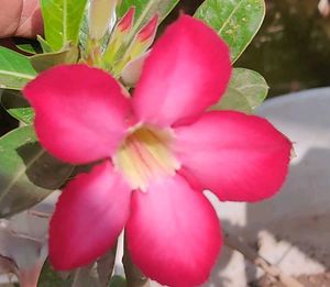 Seeds Of Adenium Plant Pink Colour