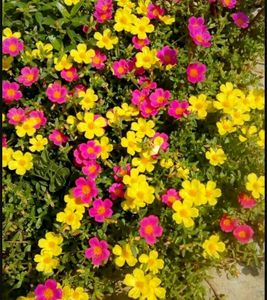 Combo Water Lily + 3 Plant Free