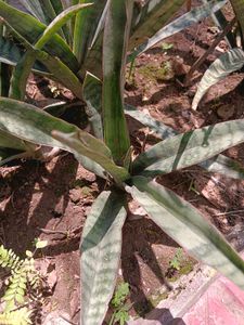 Snake Plant