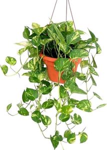 Hanging Plants Combo Of 11