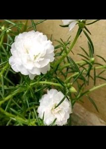 Beautiful Portulaca Flower Combo Of 4🎉🎉🎉🎉