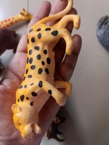 Animals