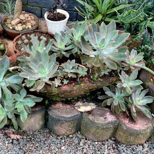 assorted cactus collection