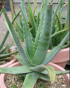 Healthy Aloevera Baby Plant