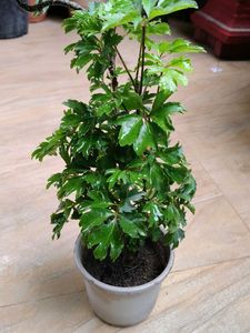 Arailia Bonsai