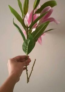 New Calla Lilly Flower Bunch